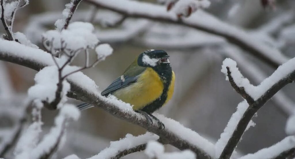 whatsapp image 2025 02 28 at 9 39 37 pm 1