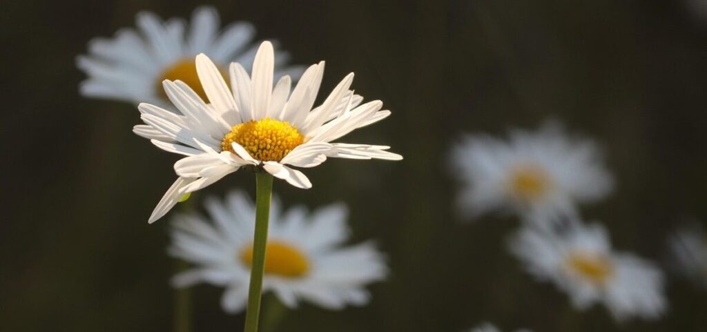 daisies 5232284 1280